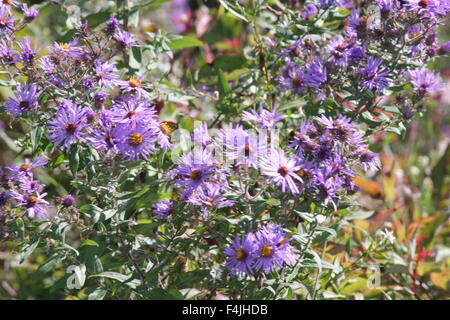 Neuengland-Aster wachsen neben einem alten Landstraße. Neuengland-Aster, einer hübschen Wildblumen betrachtet einen aggressives Unkraut b Stockfoto