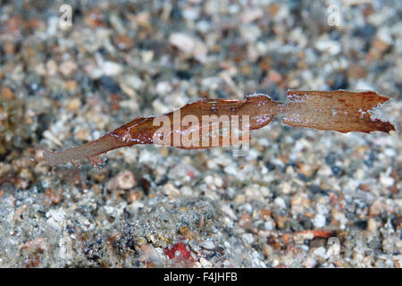 Robuste ghost Seenadeln (Solenostomus Cyanopterus) Lembeh Strait, Indonesien Stockfoto