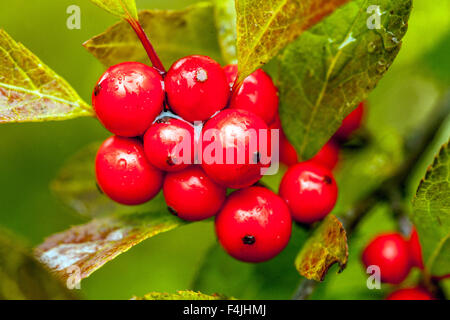 Winterberry Stechpalme Ilex verticillata 'Red Sprite'Beeren aus der Nähe Stockfoto