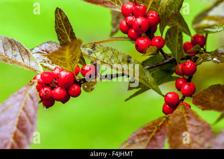 Rote Herbstbeeren der Winterbeere - Ilex verticillata im Garten, Zweig Stockfoto