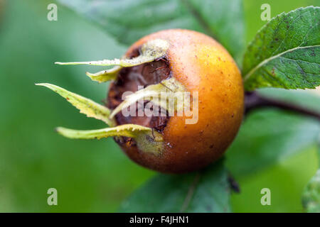 Mespilus germanica Frucht, Mispel oder gemeine Mispel Stockfoto