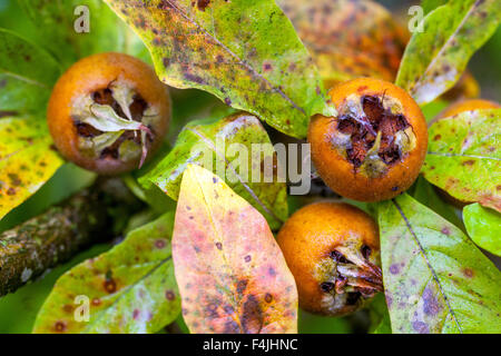 Mespilus germanica, bekannt als die Mispel oder gewöhnliche Mispel Baumfrüchte auf Zweig Stockfoto