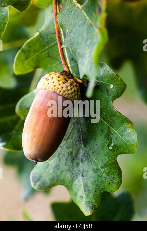 Englische Eicheln, Quercus robur Eichenblatt Eichel Herbst Stockfoto