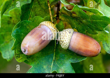 Englisch eiche Eicheln, Quercus robur Stockfoto