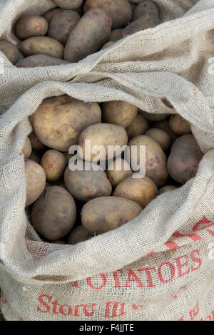 Geernteten Kartoffeln im hessischen Säcke Stockfoto