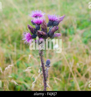 Lila Alpine Thistle, fotografiert in Österreich, Tirol Stockfoto