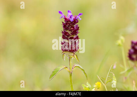 selbst heilen (Prunella Vulgaris) Blume in einem Feld in England Stockfoto