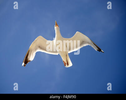 Möwen im Flug, Möwe, Möwen, England, UK Stockfoto