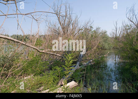 Sumpfvegetation entlang des Po-Flusses in der Nähe von Porto Tolle, Po Delta Park, Veneto, Italien Stockfoto