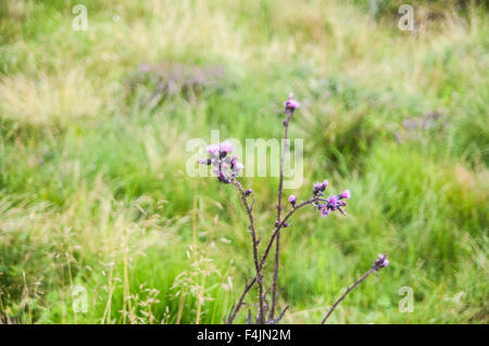 Lila Alpine Thistle, fotografiert in Österreich, Tirol Stockfoto