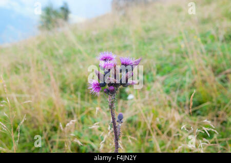 Lila Alpine Thistle, fotografiert in Österreich, Tirol Stockfoto