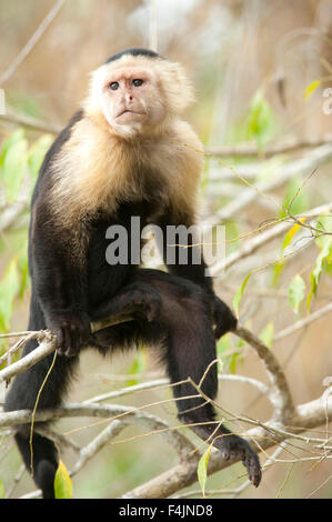 Weiße Spitze Kapuziner Cebus Capucinus Panama Stockfoto