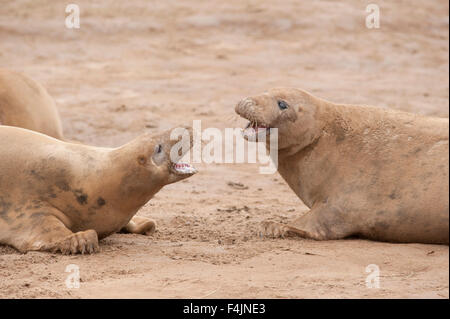 Graue Dichtung Halichoerus Grypus Donna Nook UK Stockfoto