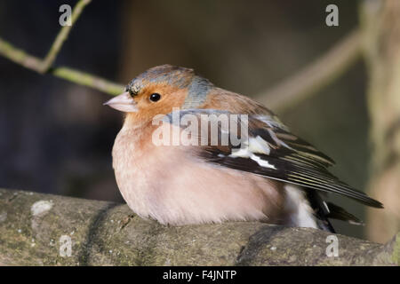 Ein Buchfink auf einem Ast sitzen alle aufgeblasen um warm zu halten. Stockfoto