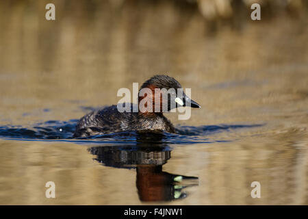 Ein Erwachsener Zwergtaucher (Tachybaptus Ruficollis) über einen See schwimmen. Stockfoto