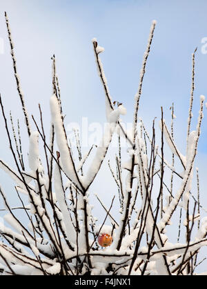 Zweige der Apfelbaum mit Schnee bedeckt, mit einzelnen Apple im Hintergrund Stockfoto