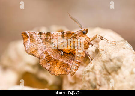 Lila Thorn Moth in Ruhe - Selenia tetralunaria Stockfoto