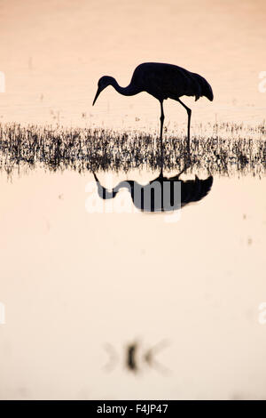 Sandhill Kran (Grus Canadensis) in der Abenddämmerung Stockfoto