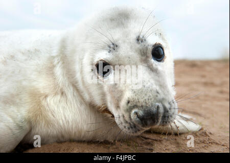 Graue Dichtung Halichoerus Grypus Donna Nook UK Stockfoto