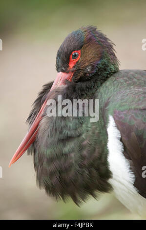 Schwarzer Storch Ciconia Nigra gefangen Lincolnshire UK Stockfoto