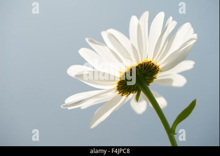 Oxeye Daisy, Leucanthemum Vulgare, UK Stockfoto