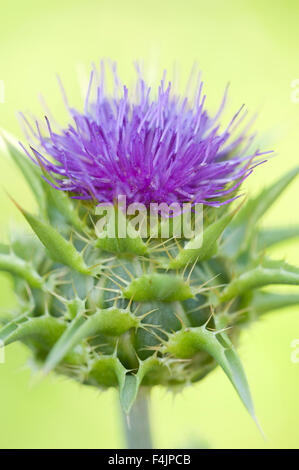 Distel Blume, Kent UK Stockfoto