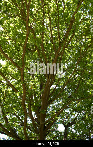 Englische Eiche Baum Quercus Robur UK Stockfoto