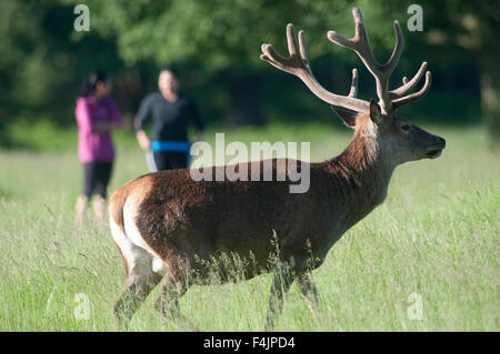 Rothirsch Cervus Elaphus Richmond Park in London UK Stockfoto