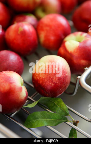 Reife rote Pink Lady Äpfel Stockfoto