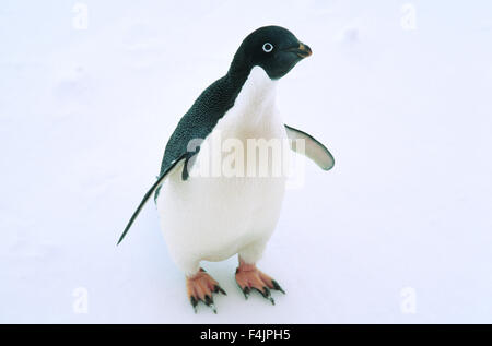 Adelie Penguin (Pygoscelis Adeliae) auf Eis Stockfoto