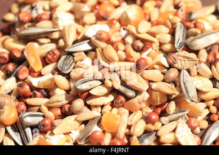 Hamster Lebensmittel, wie Hafer, Hühneraugen, Kräuter Stockfoto