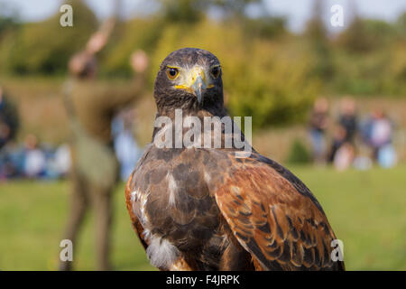 Ein Porträt von Harris Hawk mit einer Flugvorführung im Hintergrund. Stockfoto