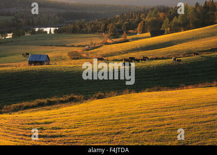 Gruppe von Kühen, die im Feld in der Dämmerung Stockfoto