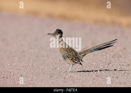 Einsame Roadrunner auf gekiester Weg, close-up Stockfoto