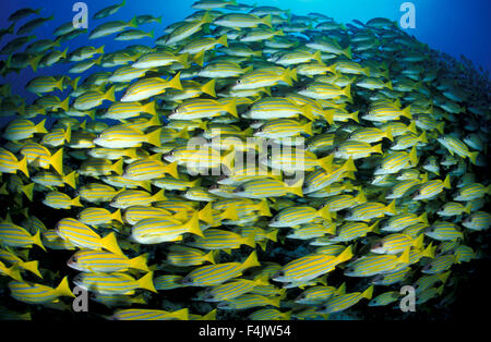 Blau gestreifte Snapper-Schule Stockfoto