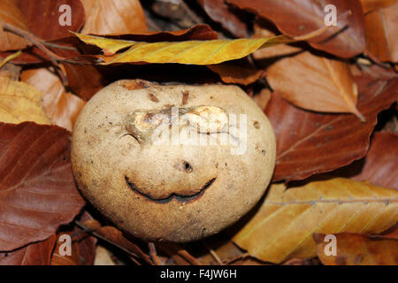 Smiley Face gemeinsame Earthball Sklerodermie citrinum Stockfoto