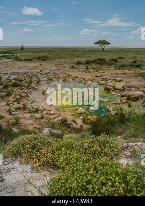 Landschaft im Etosha Nationalpark, Namibia, Afrika Stockfoto