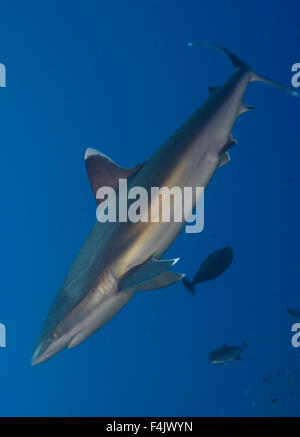 Silvertip shark Stockfoto