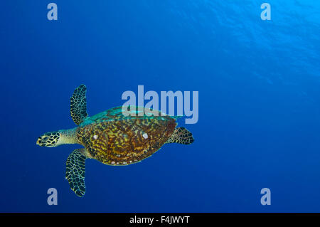 Echte Karettschildkröte Stockfoto