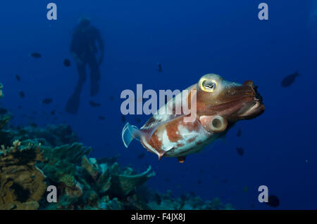 Tintenfische Stockfoto