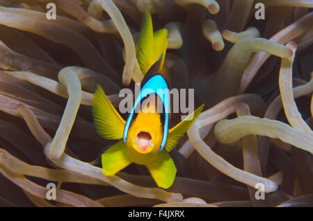 Anemonfish Stockfoto
