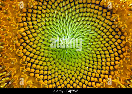Gewöhnliche Sonnenblume (Helianthus Annuus) Großaufnahme zeigt Blütenkopf Röschen anzeigen Stockfoto