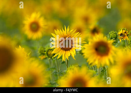 Gemeinsamen Sonnenblumen (Helianthus Annuus) Blüte im Feld Stockfoto