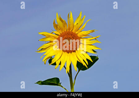 Gewöhnliche Sonnenblume (Helianthus Annuus) Nahaufnahme der Blüte gegen blauen Himmel Stockfoto