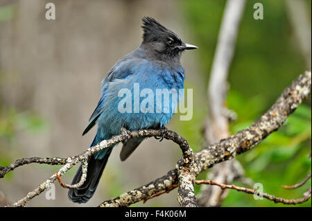 Steller's Jay (Cyanocitta Stelleri), Bijou Falls Provincial Park, Britisch-Kolumbien, Kanada Stockfoto