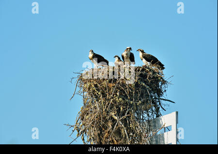 Fischadler (Pandion Haliaetus) Familie in Stick-Nest gebaut am Mackenzie River Guide Fahrwassermarkierung, Fort Providence, Northwest Territory, Kanada Stockfoto