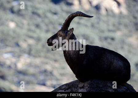 Ziege (Capra Hispanica) in La Pedriza nahe Manzanares el Real, Madrid, Spanien Stockfoto