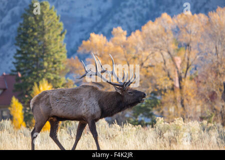 Ein Stier Elch hallten in Mammoth Hot Springs im Yellowstone National Park 12. Oktober 2015 in Wyoming. Stockfoto