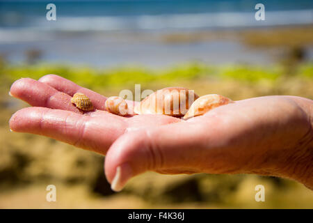 Souvenir... Algarve, Portugal, Europa. Stockfoto