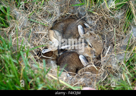 Wilde Hase Nest In der Wiese Stockfoto